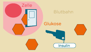 Schlüssel-Schloss-Prinzip von Insulin und Glukose Schlüssel-Schloss-Prinzip von Insulin und Glukose
